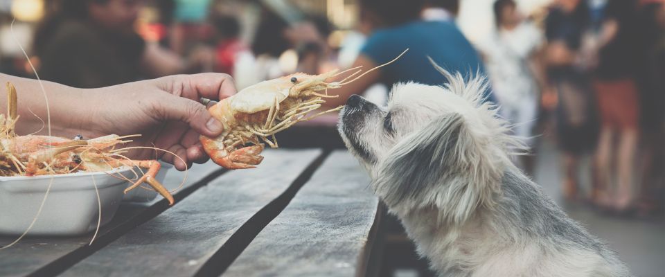 Is shrimp clearance ok for dogs